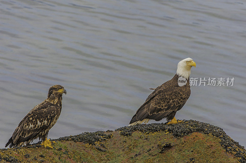 白头秃鹰(Haliaeetus leucocephalus)是一种发现于北美的猛禽。它被发现在大片开阔水域附近，那里有丰富的食物供应和可以筑巢的古老树木。阿拉斯加威廉王子湾。成人和青少年。